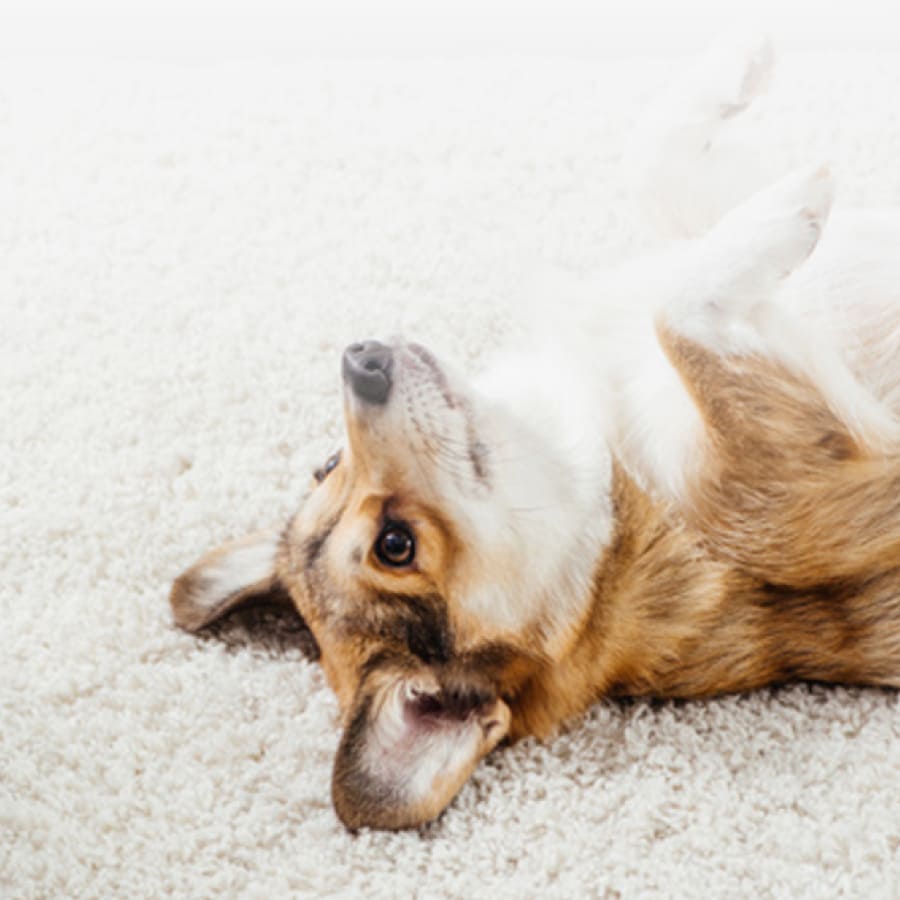 Rug Cleaning